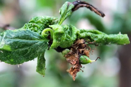 Why Are There So Many Bugs on My Tree?