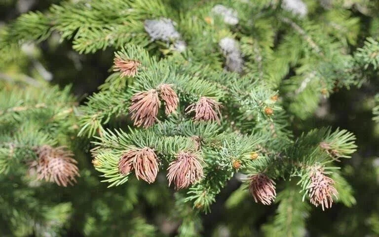 Why Is My Spruce or Pine Tree Turning Brown?