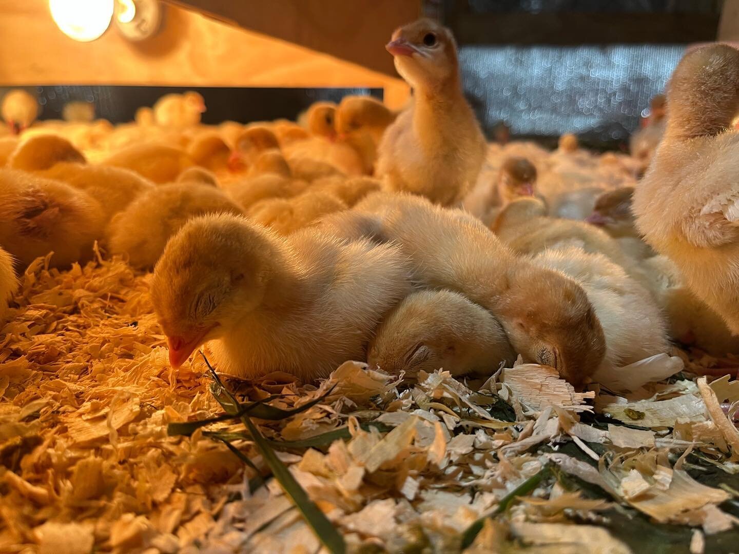 You know when you just ache with the desire to shrink down so you can curl up in a pile of baby turkeys? No? Just me? 

Had a rough 24 hours of Turkey Raising for us, with cool temps and finicky poults, but we&rsquo;re back on track and toasty warm.