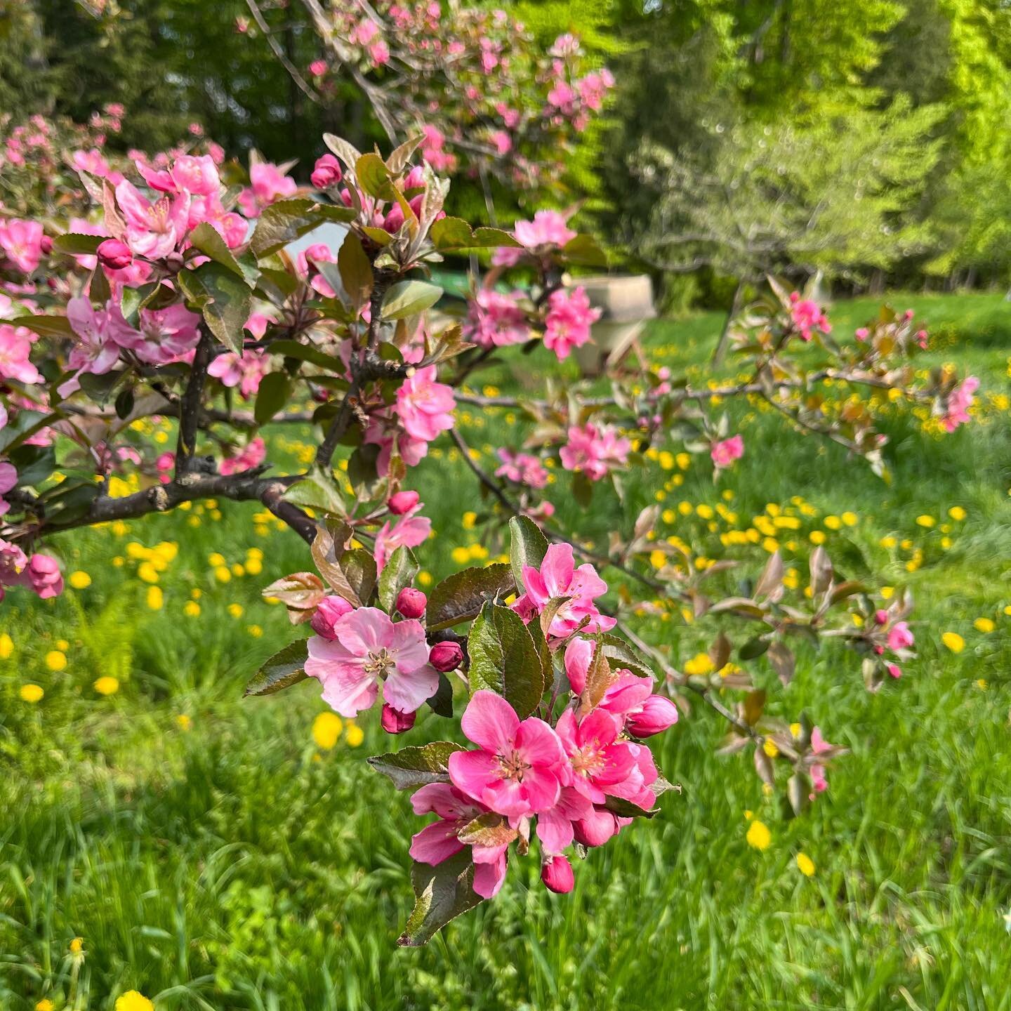 Pink is where all of it starts. #spring