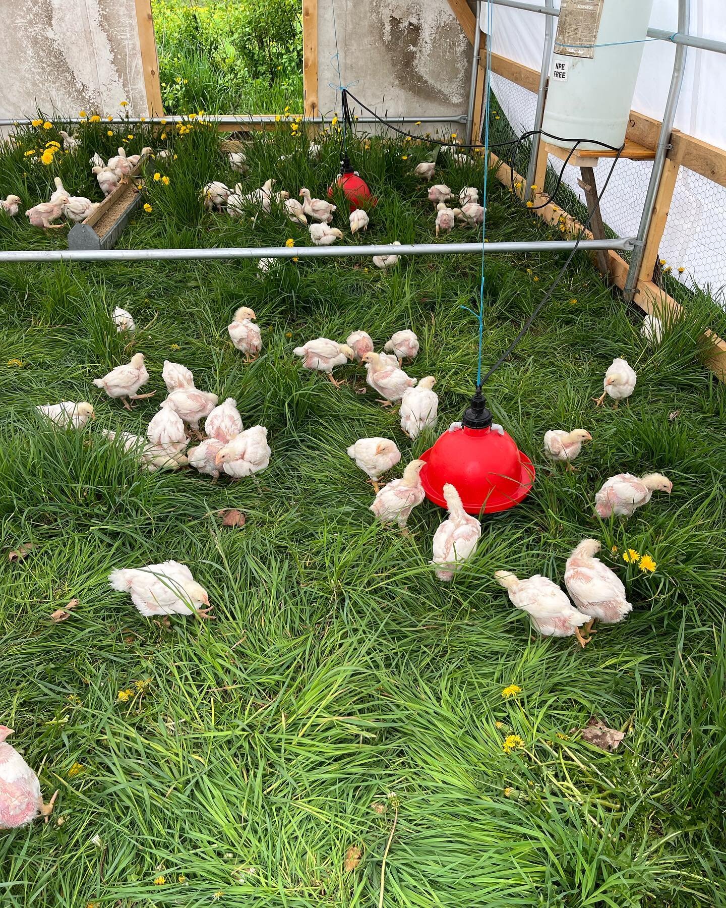 First batch of birds in the newest mobile coops! Over the last three years we&rsquo;ve been replacing our aging manually moved chicken tractors, and we&rsquo;ll be fully transitioned next spring. With each year we&rsquo;ve tailored the style and size