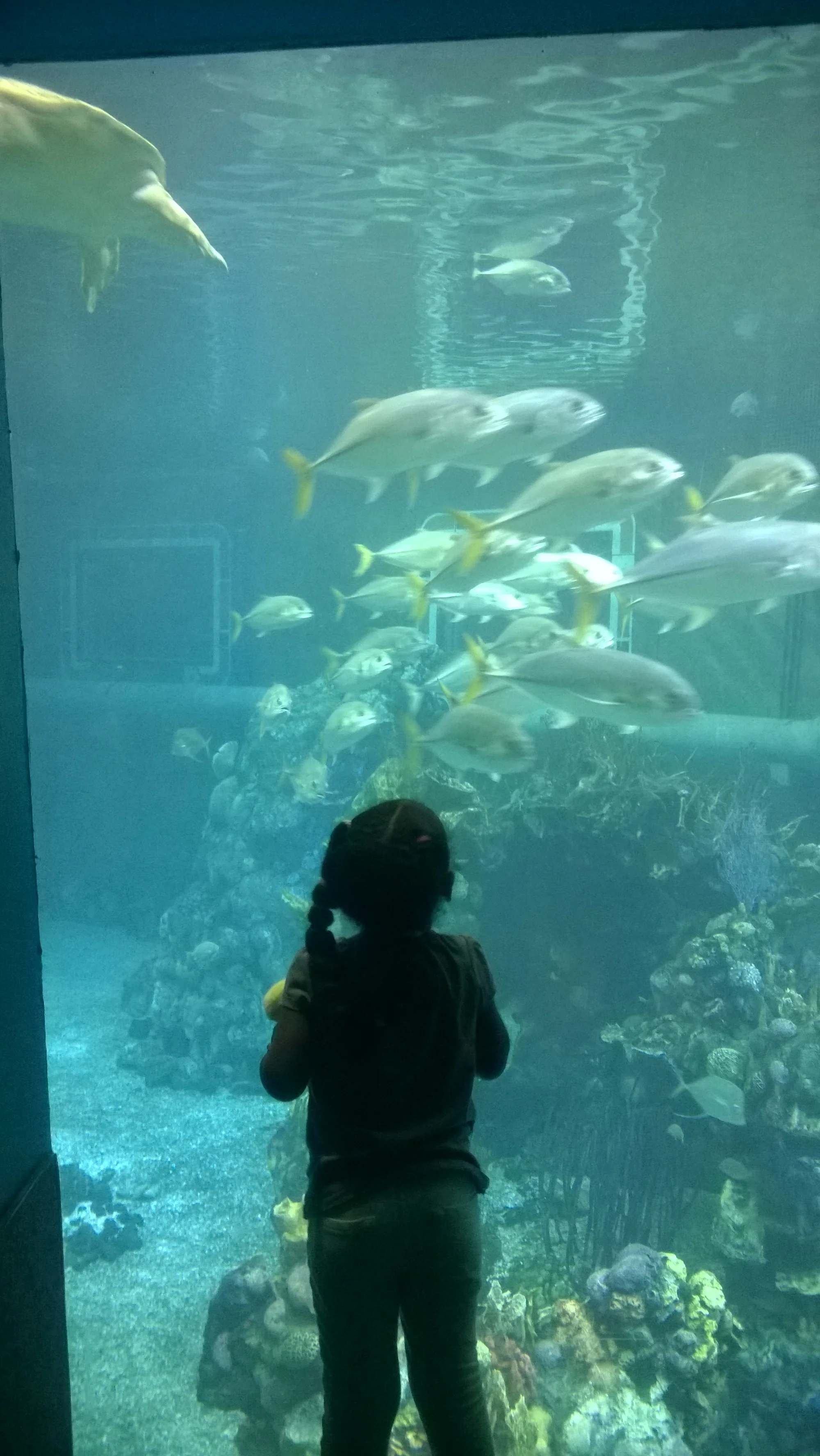 Fishes.jpg