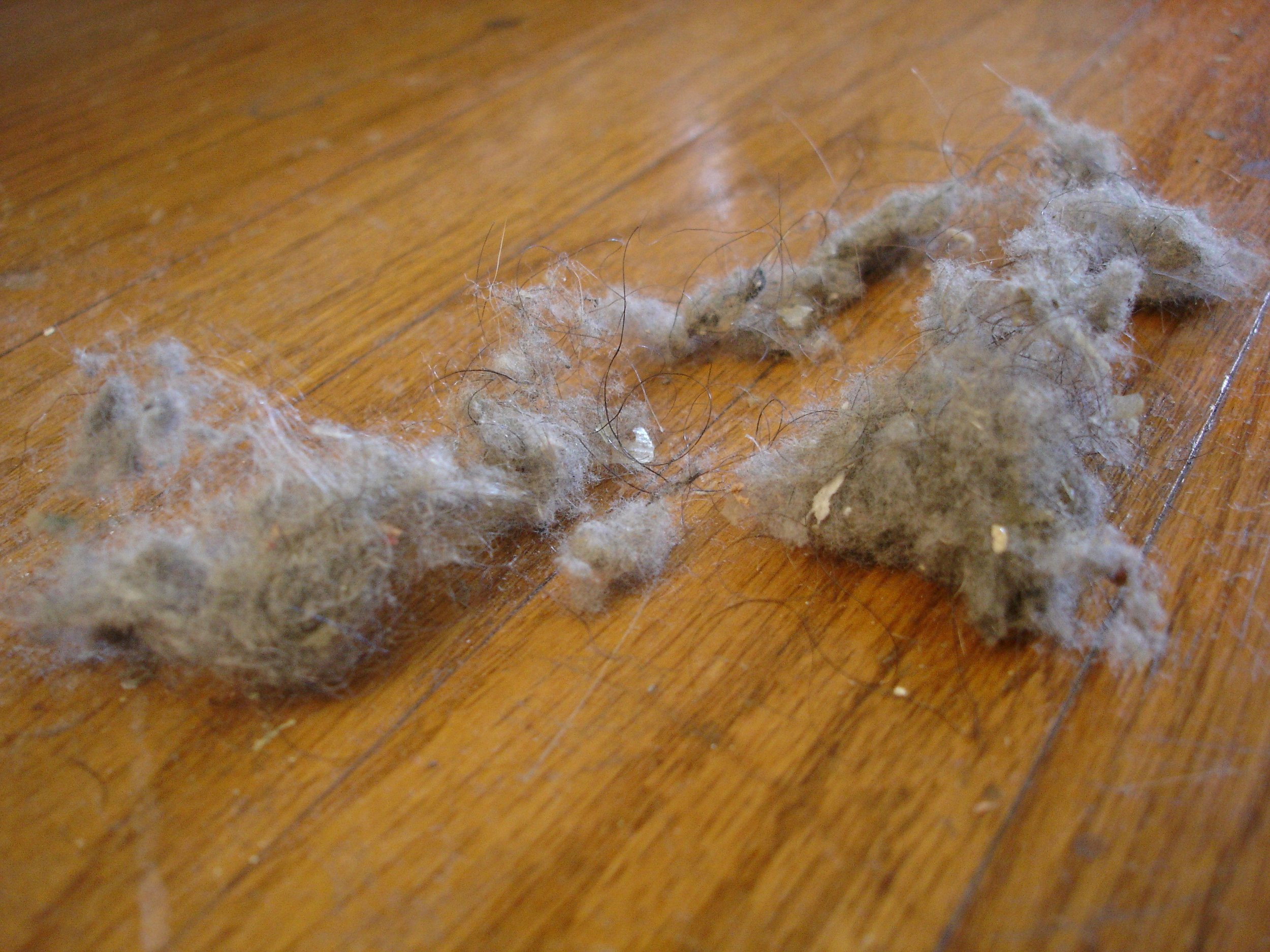 Dust_bunnies.jpg
