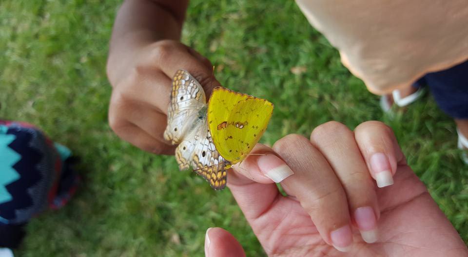 Butterflies-In-Hands.jpg
