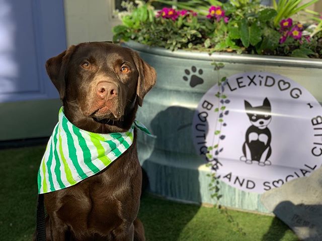 Rudy is told to wish everyone a safe and fun St. Patrick&rsquo;s day but he&rsquo;s really just in it for the treats!
#lexidoginlakeoswego #lexidog #chocolatelab #doggydaycare #lakeoswego #saintpatricksday #happydog #treats