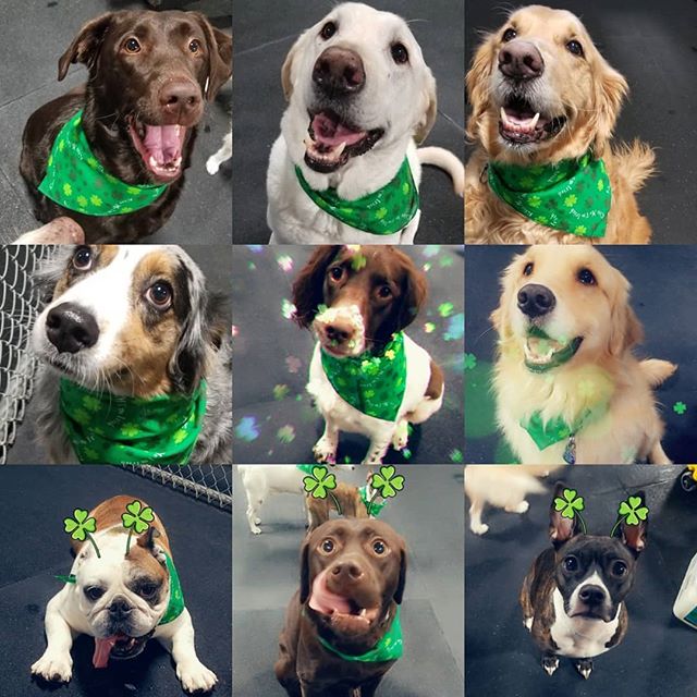 Some of our Sunday pups at #lexidogonmacadam showing their St. Patty's day spirit!💚🍀🌈 #lexidogsocialclub #socialclub #snapchatfilters #stpattysday #everythinggreen #cutedoggos #dogdaycare #sundayfunday