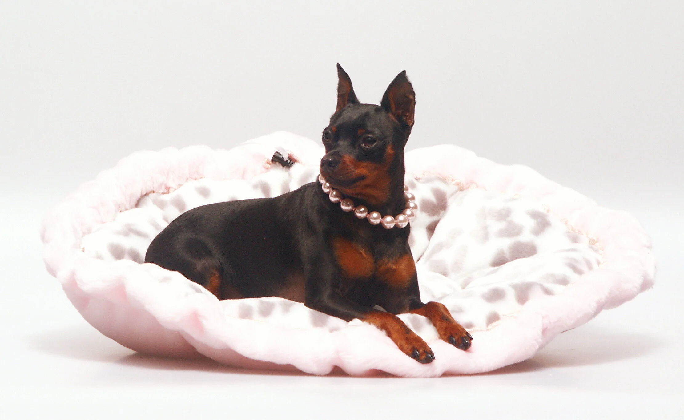 Lexidog Boutique & Social Club