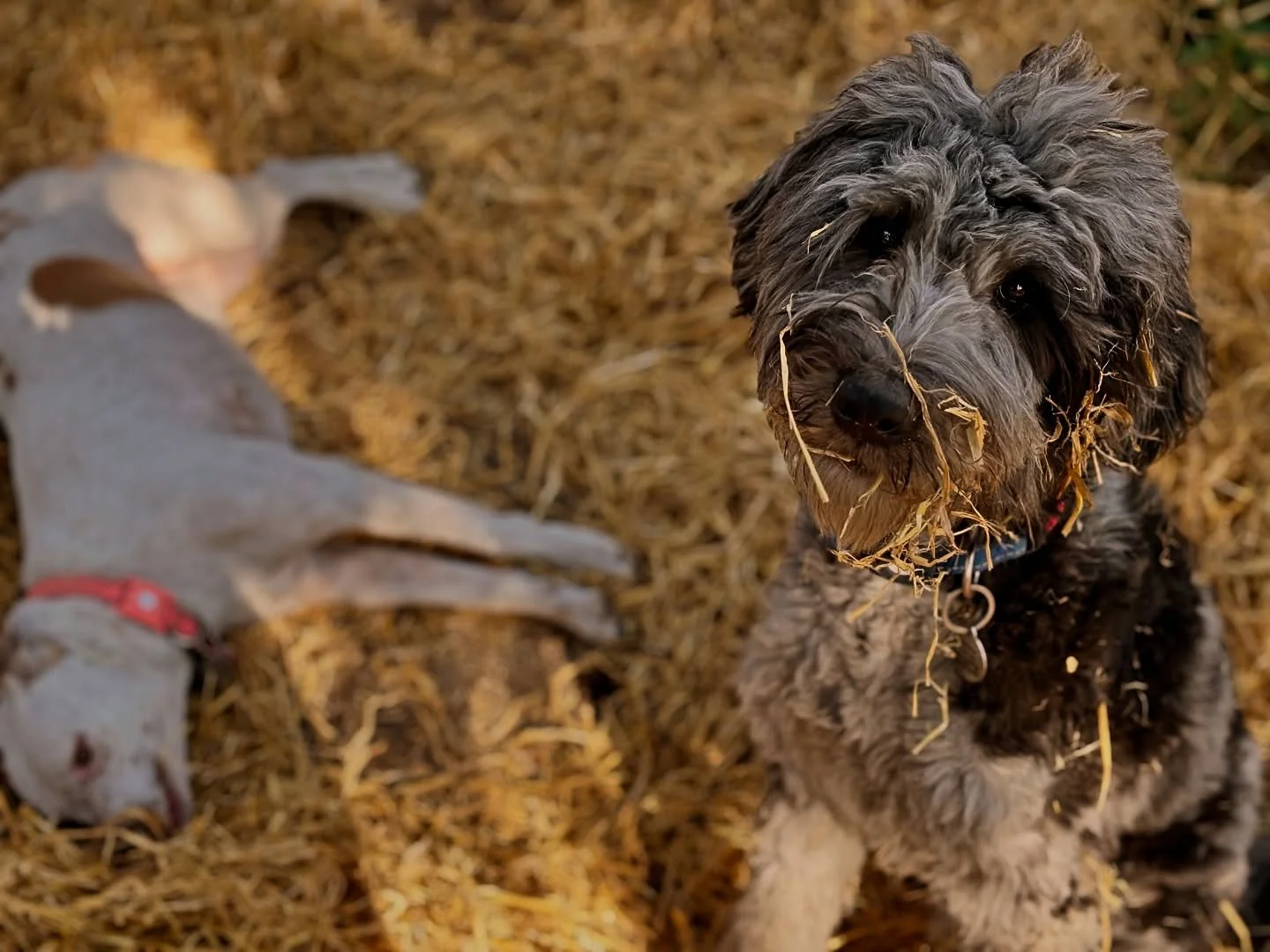 Autumn has arrived. Fannie and Winston were ready! #autumndog
