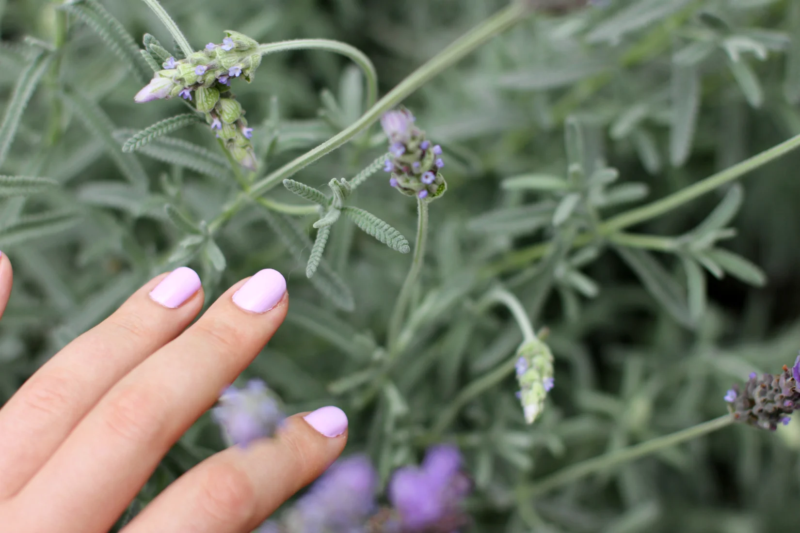 little ondine lilac 02.jpg