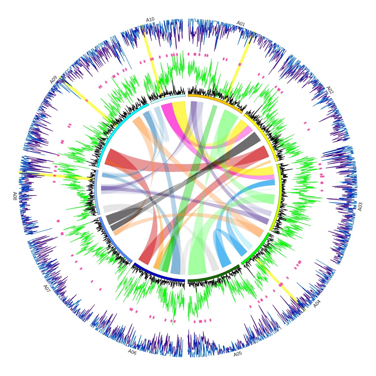 Comparison of genetic diversity across the paleopolyploid genome of Brassica rapa. Genomic data from more than 100 newly sequenced accessions of B. rapa crops are included in the analysis. These include turnips, field mustards, Chinese cabbage, pak choi, sarsons, and rapini. From Qi et al. in prep.