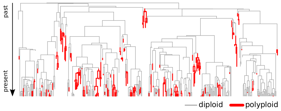 Simulation analyses of the diversification of diploid and polyploid lineages with independent speciation and extinction rates. From Arrigo & Barker 2012 .