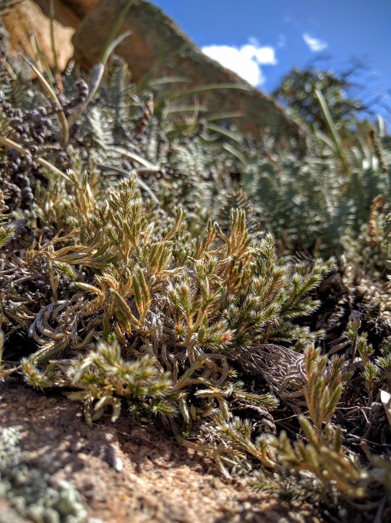 The allotetraploid lycophyte Selaginella rupincola growing among the boulders at Cochise Stronghold in the Dragoon Mountains southeast of Tucson, Arizona. Image credit M. S. Barker.