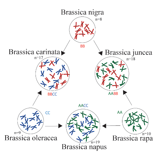 The famous “Triangle of U” hypothesis of relationships among the diploid and allopolyploid species of Brassica . Originally proposed by Woo Jang-choon . Image from wikipedia .