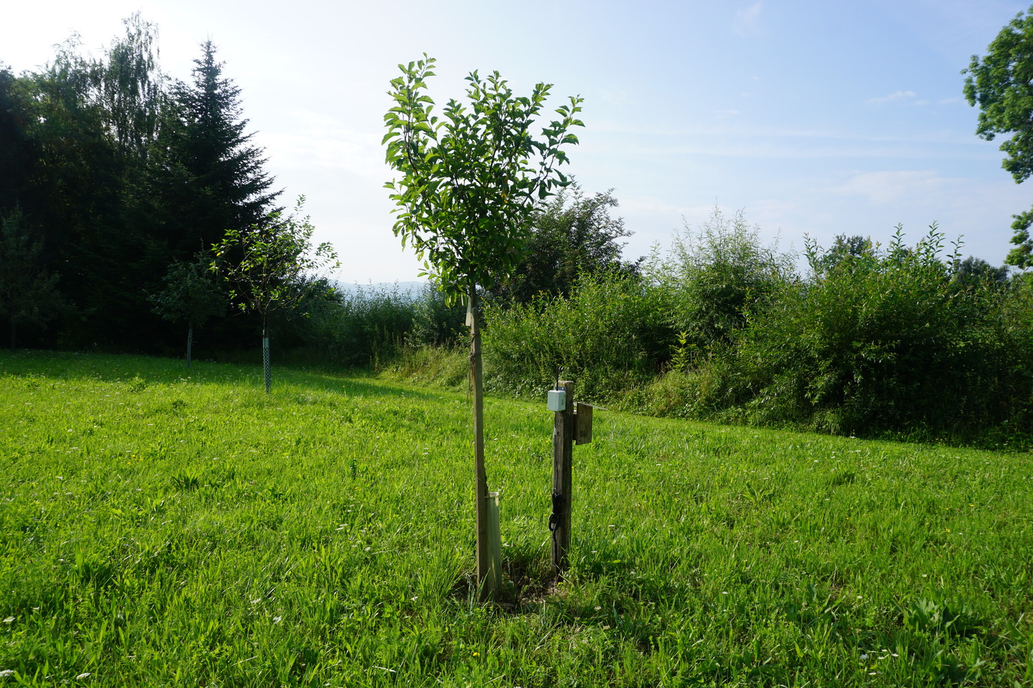 Soil moisture node in a fruit tree grove