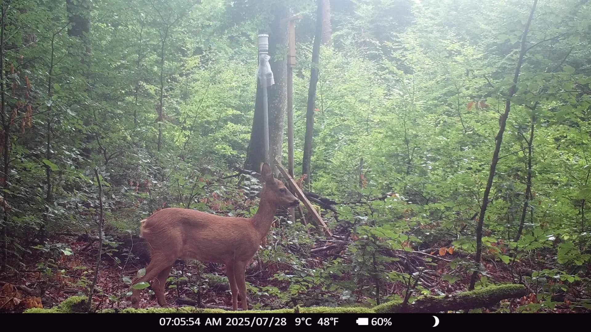 WILDLIFE MEETS DL-ATM41