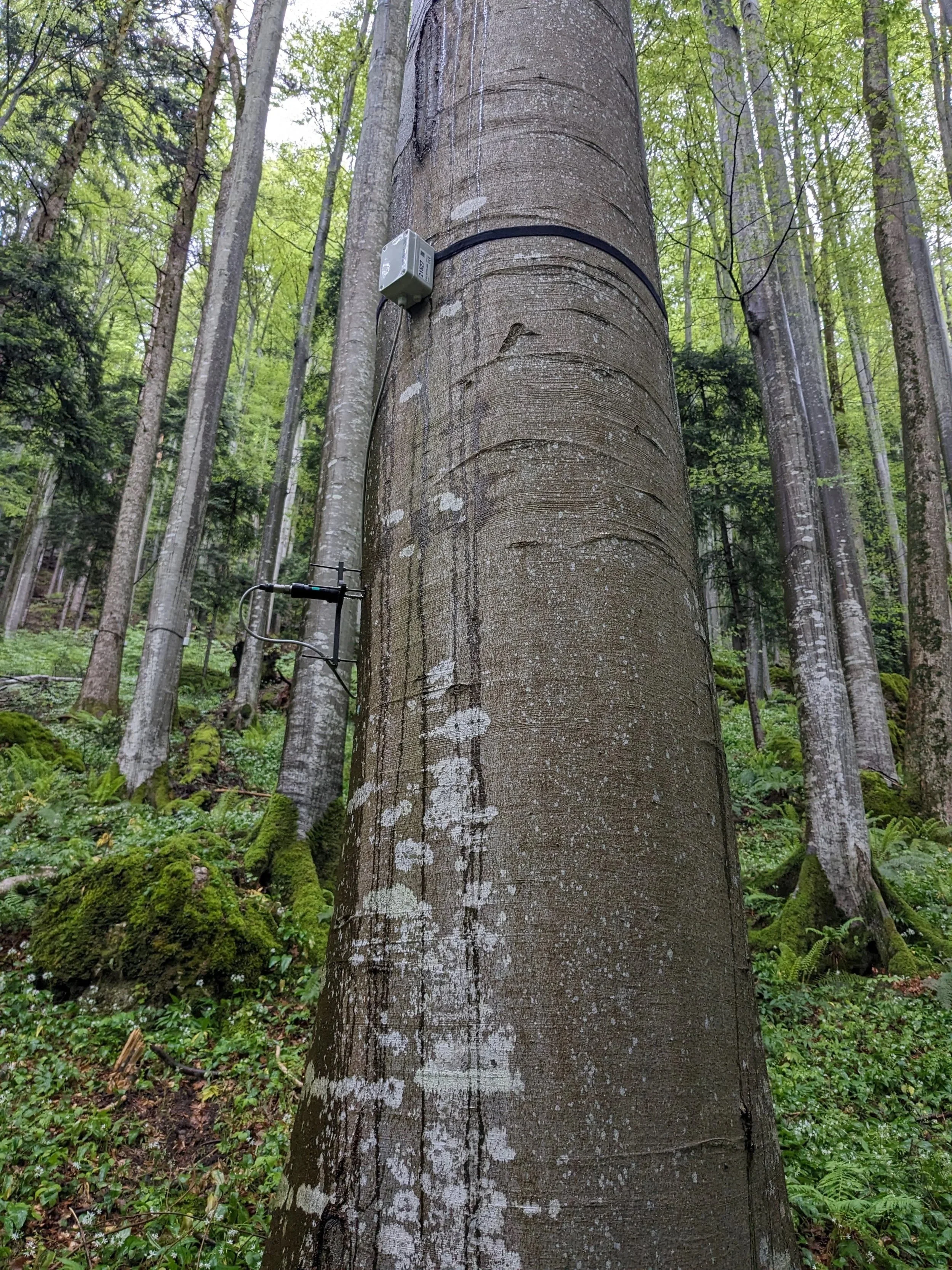 FORESTS UNDER CLIMATE STRESS