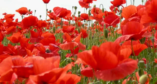 Il 1 maggio in radio