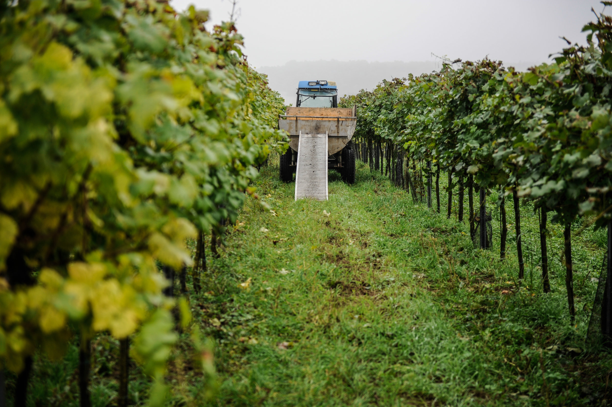 Weingut_Mantler_Weingarten_Traktor.jpg