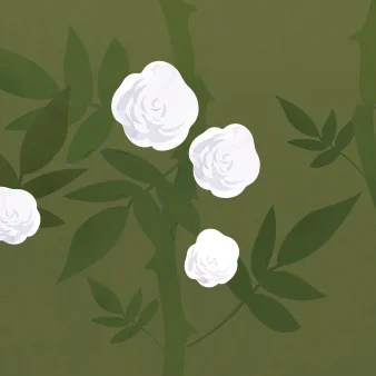rose.jpg