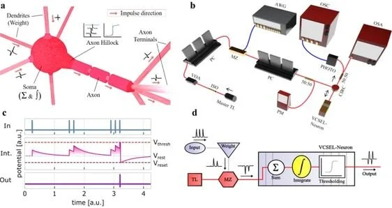 Spiking VCSEL-neuron. ( a ) Illustration of a biological neuron. ( b ) Experimental setup used to investigate a spiking VCSEL-neuron under external optical injection of intensity-encoded stimuli. Optical fibre connections are shown in red and electrical connections in blue. ( c ) Idealistic depiction of the LIF model. Inputs injected into the device (In) are integrated (Int.), with a time constant decay, towards a threshold potential (red dotted line). When the threshold requirement is met, the system fires a spiking response (Out) and the potential reaches the reset value (dark red) before returning to its resting potential (light blue). ( d ) Flow diagram of the VCSEL-neuron. Optical injection is encoded with pre-weighted inputs. These are integrated over time in the VCSEL-neuron where a spike activation function thresholds inputs before firing.