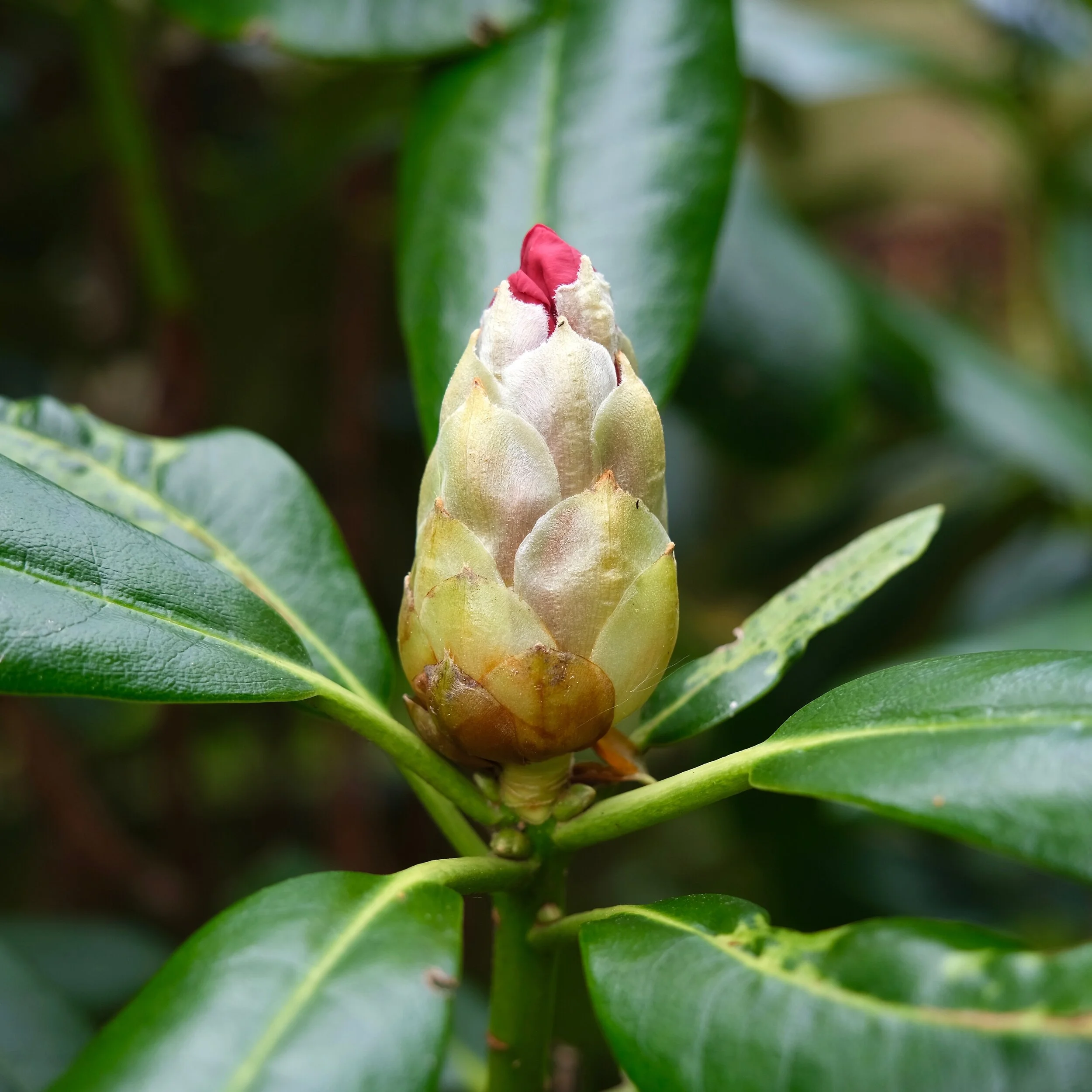 Rose Tree Rhododendrum RHODODENDRON 'Fantastica' / ROSE-TREE / RÒS-CHRAOBH — Photography in Mind
