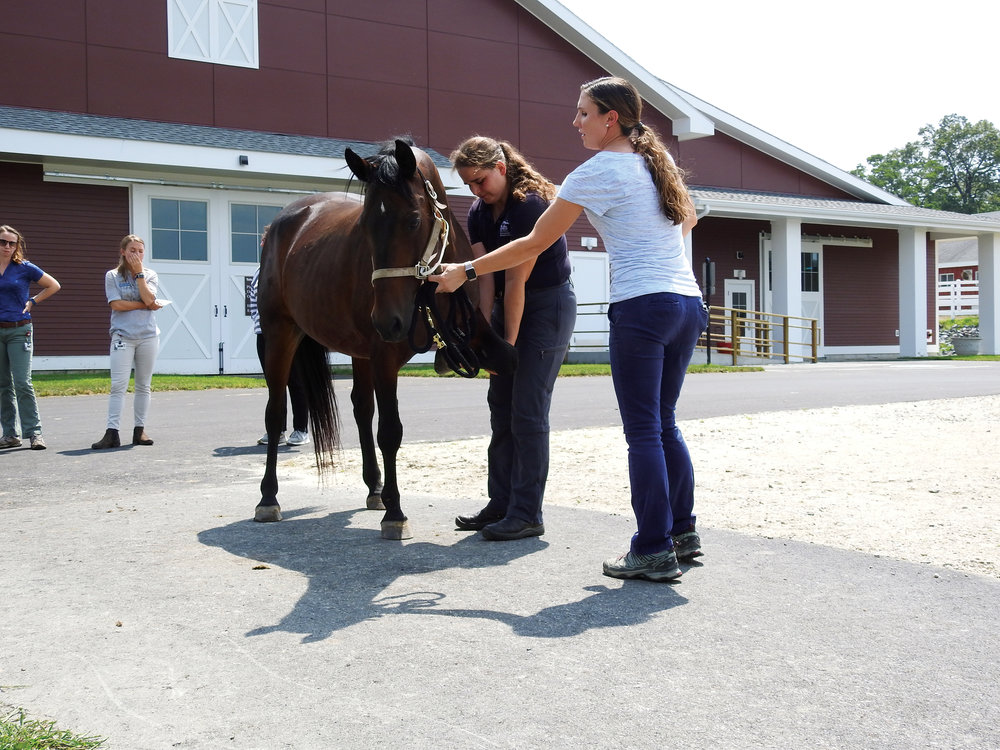 Hospital for Large Animals at Tufts — Manton Foundation