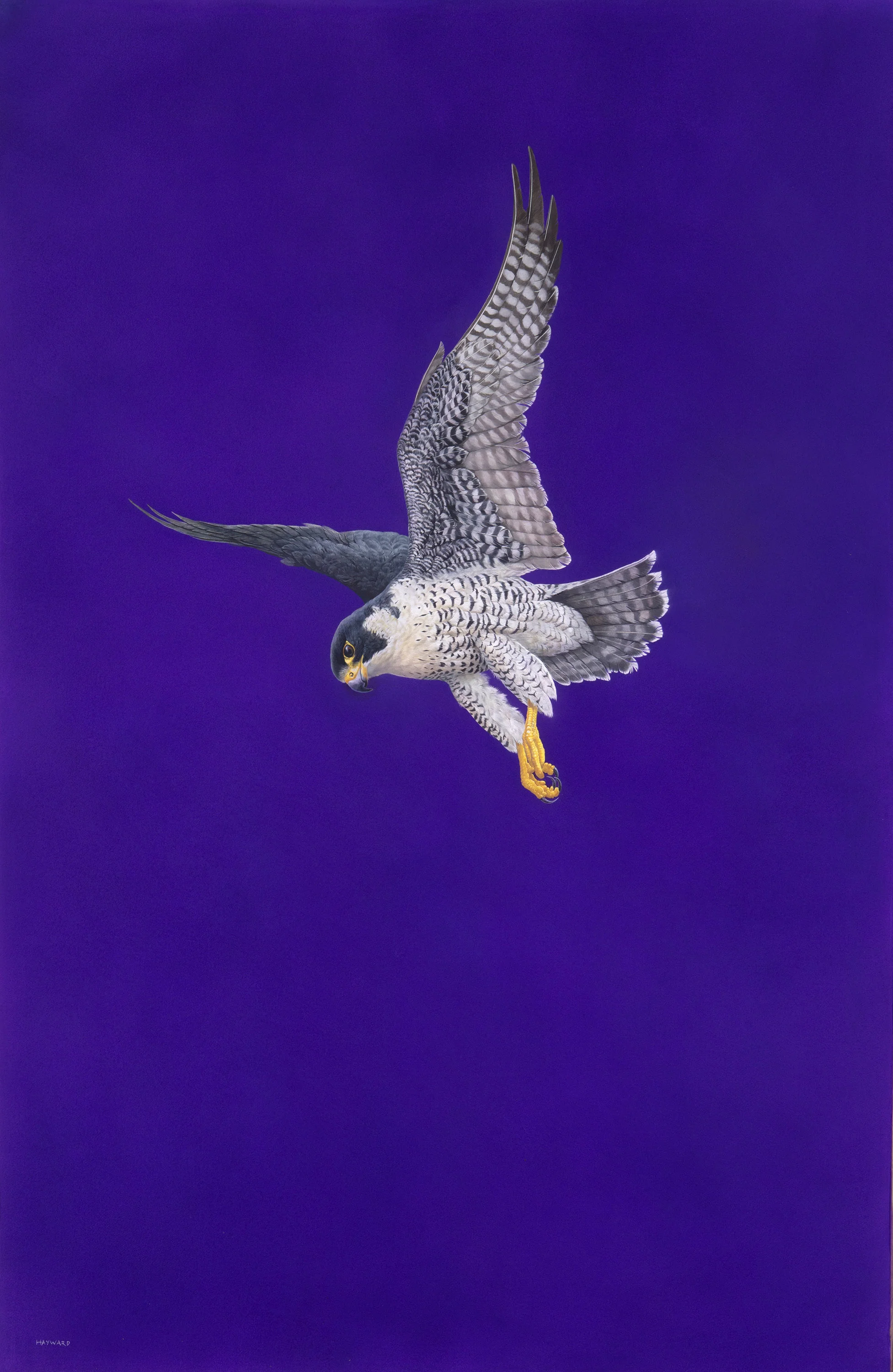 Poised - Purple