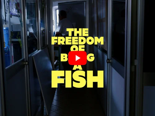 Fish Design Collection | Corsi Design