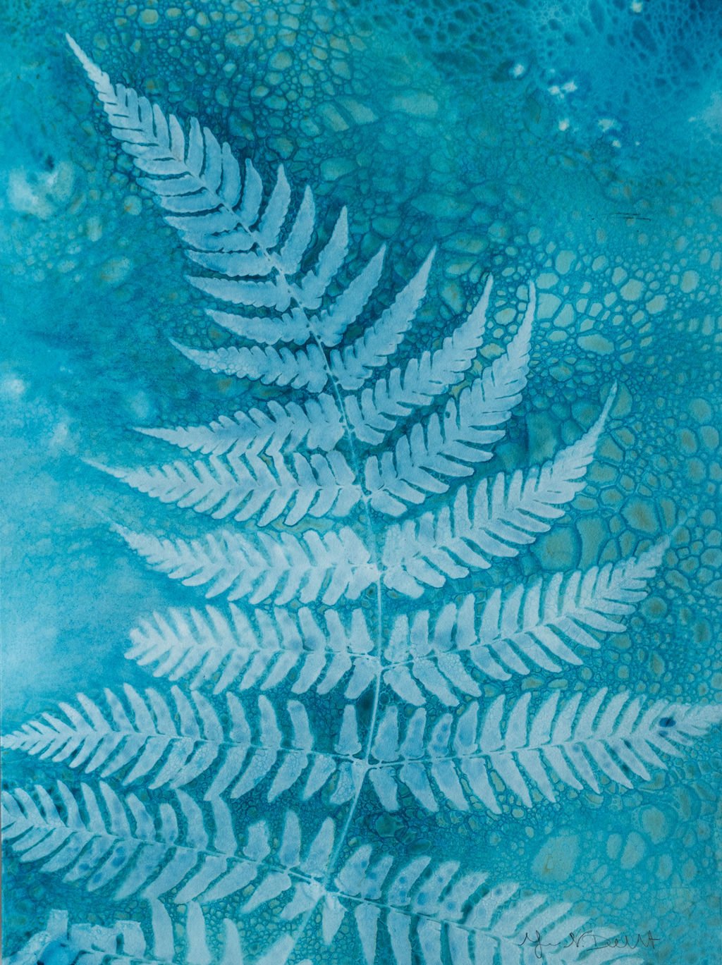 Fern Study 27 - 9x12