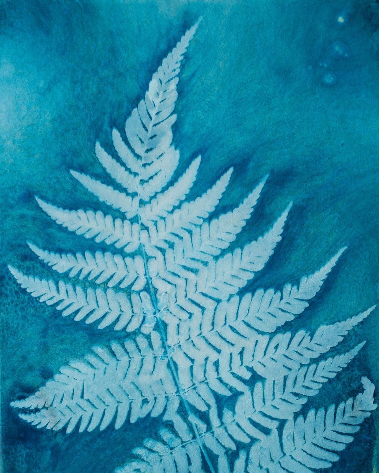 This original fern cyanotype found a home today! I am always excited to see a collector get excited over a piece of my work. 

I also learned today that my website has some hiccups. It is not allowing purchases and I have not figured out why, yet. I 