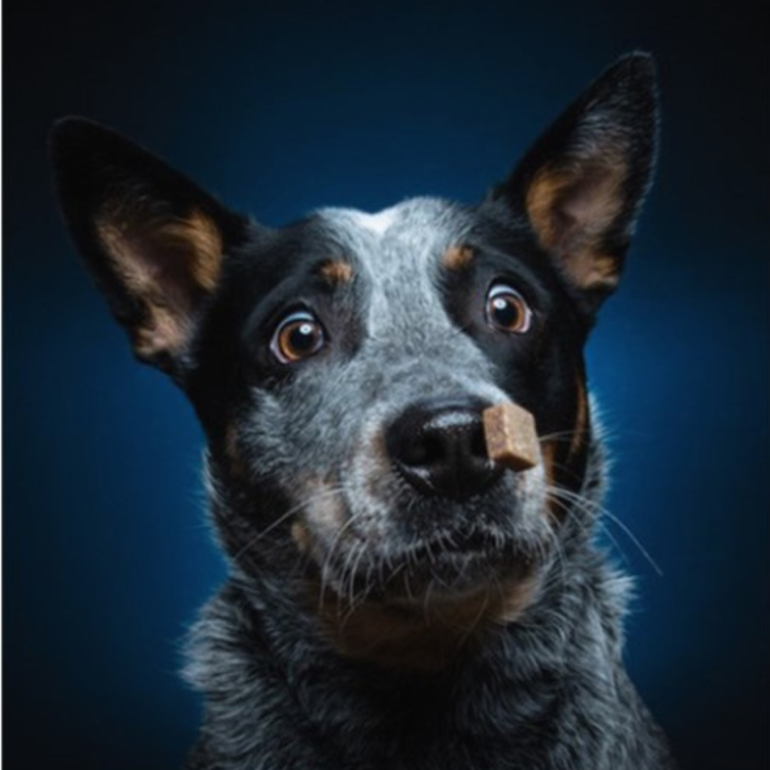 APA New York hosts virtual event:  Building Your Photography Business