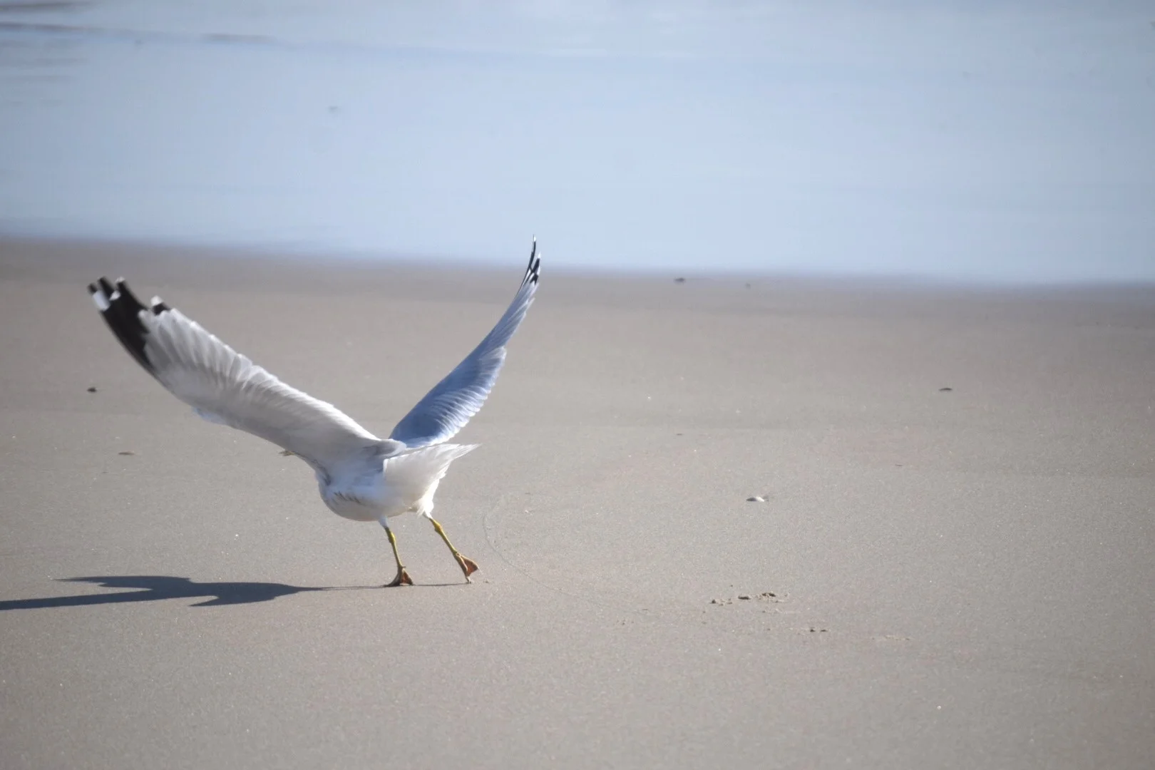 Coming In For A Landing