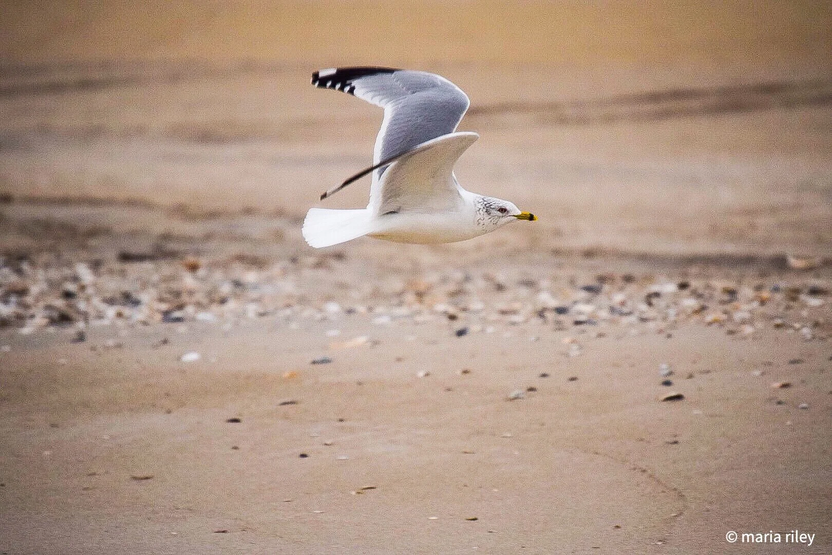 Come Fly With Me