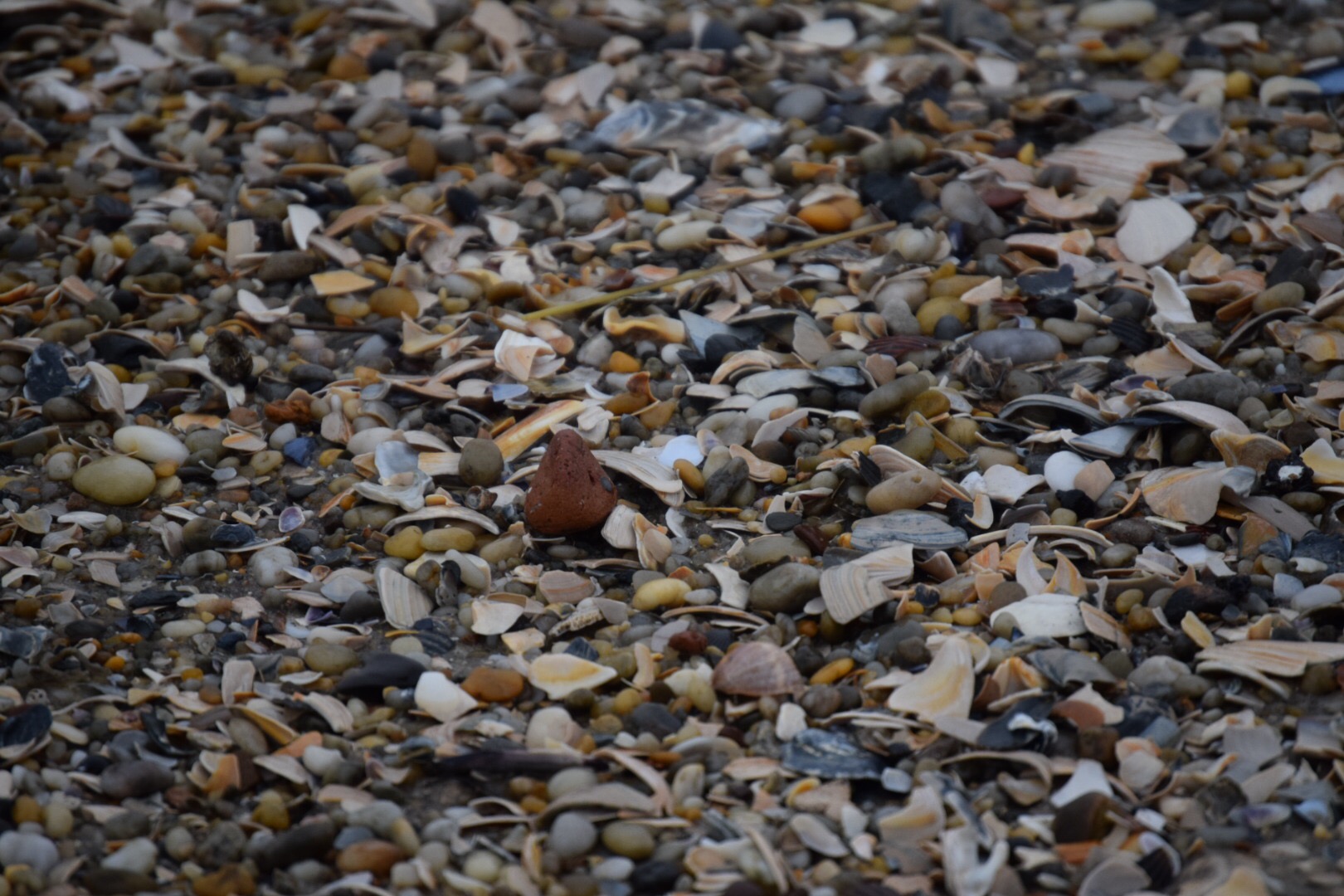 Broken Seashells