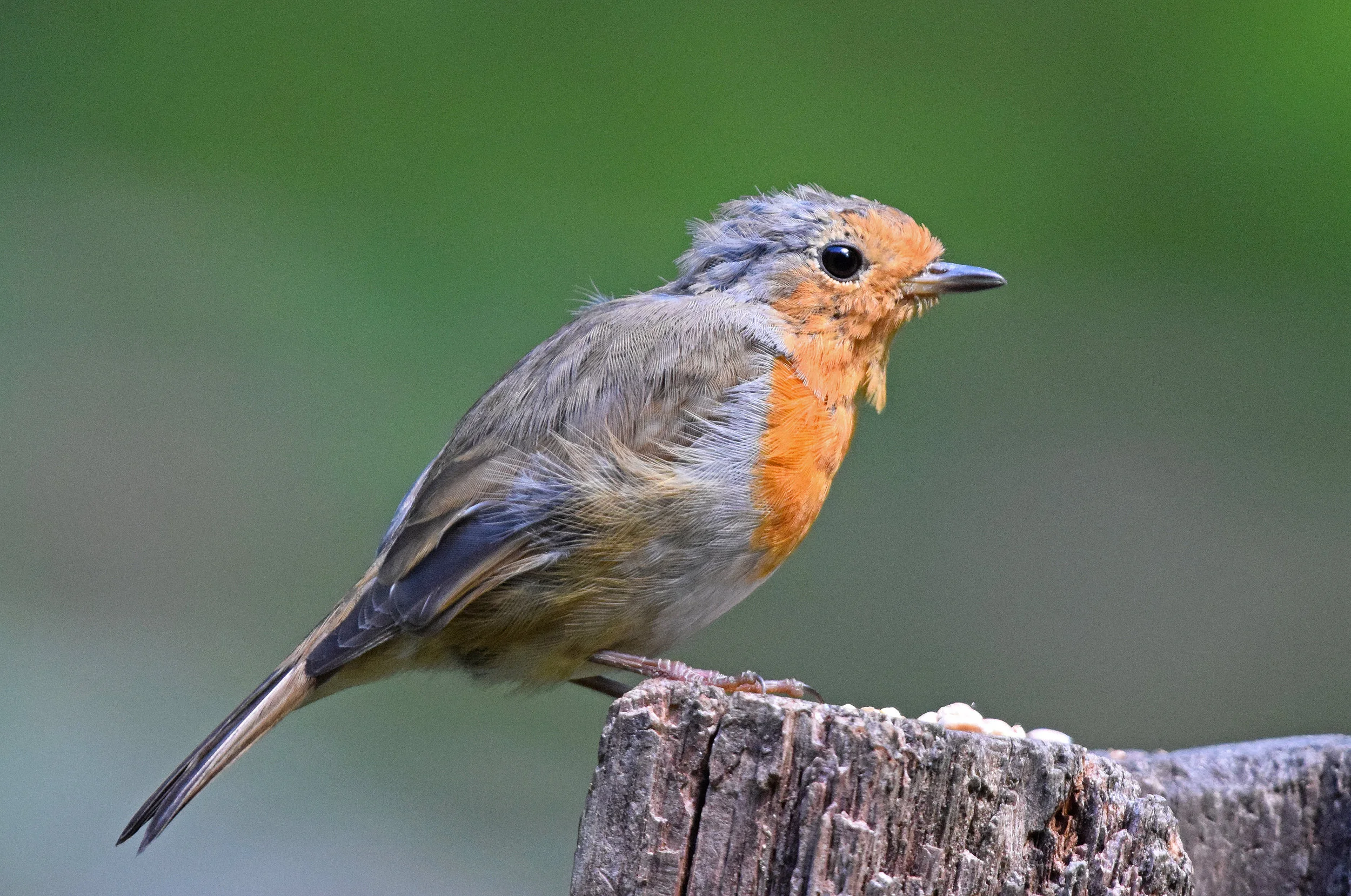 Redbreast.jpg