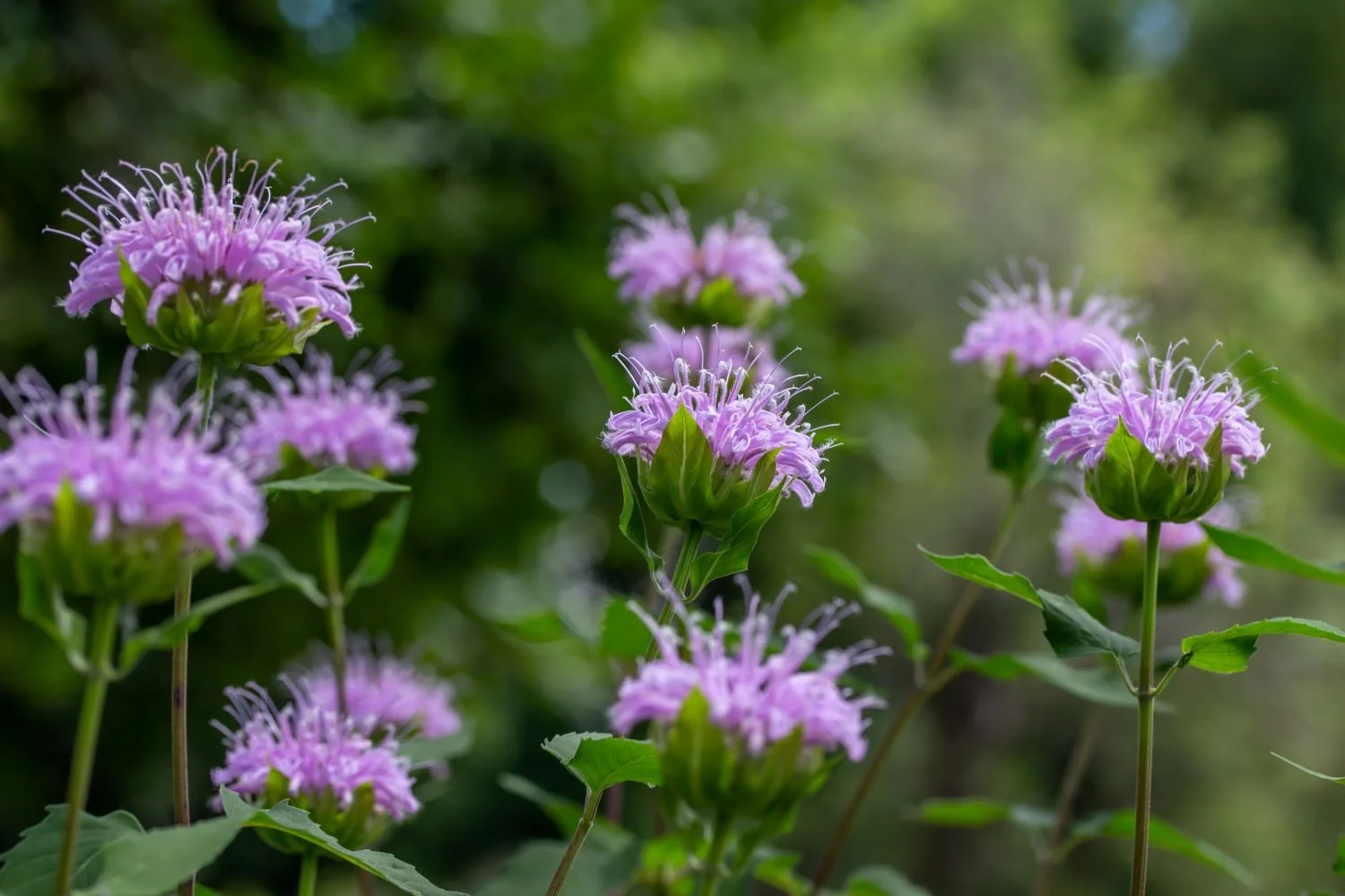 Wild_Bergamot_Ohio_Native_perennial