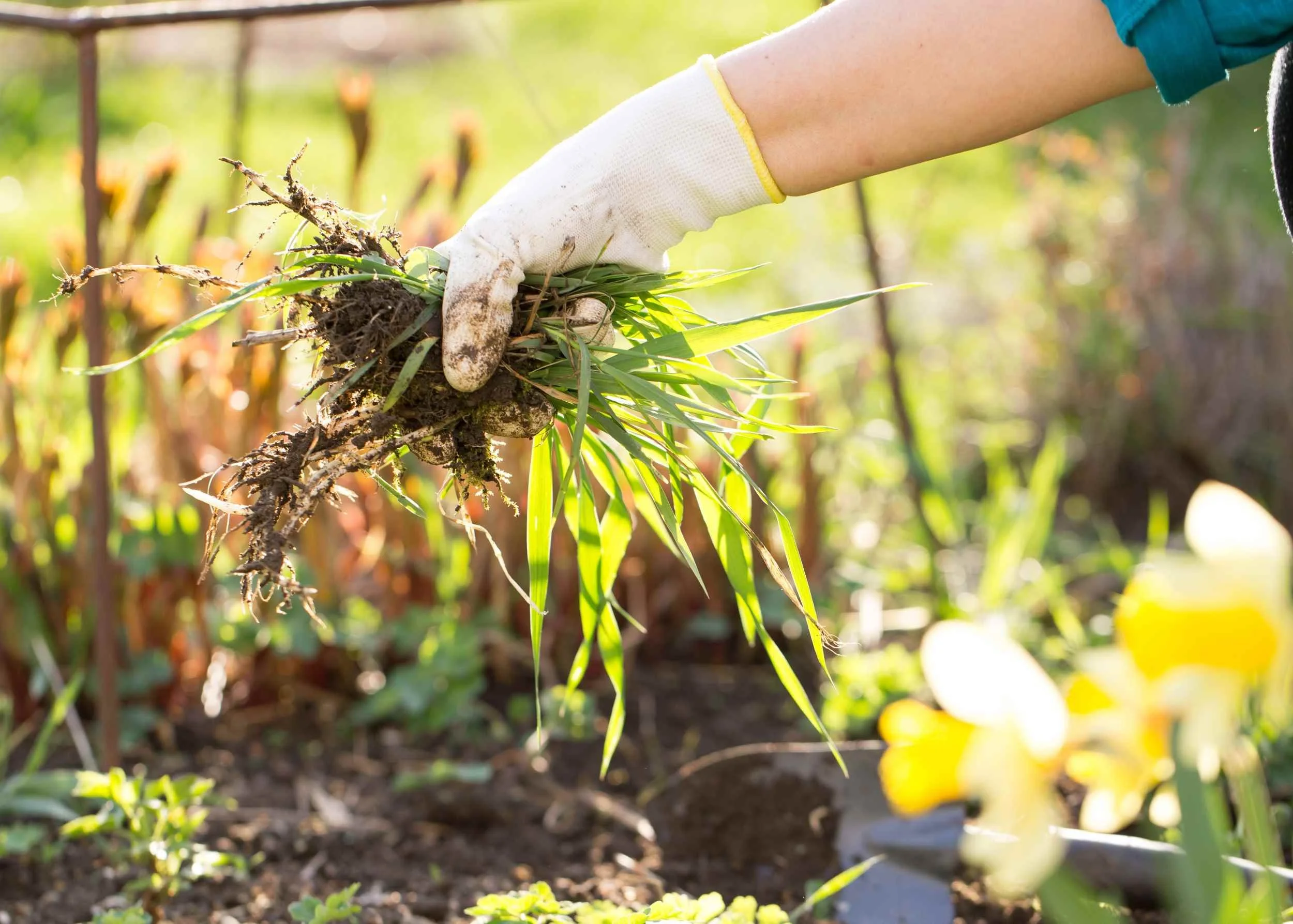 Flower_bed_maintenance_services_in_ohio