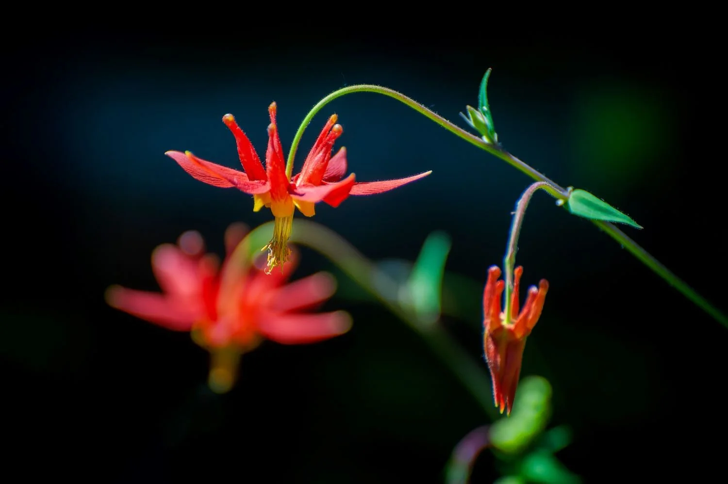 Eastern_Red_Columbine_Ohio_Native_Attracts_Hummingbirds
