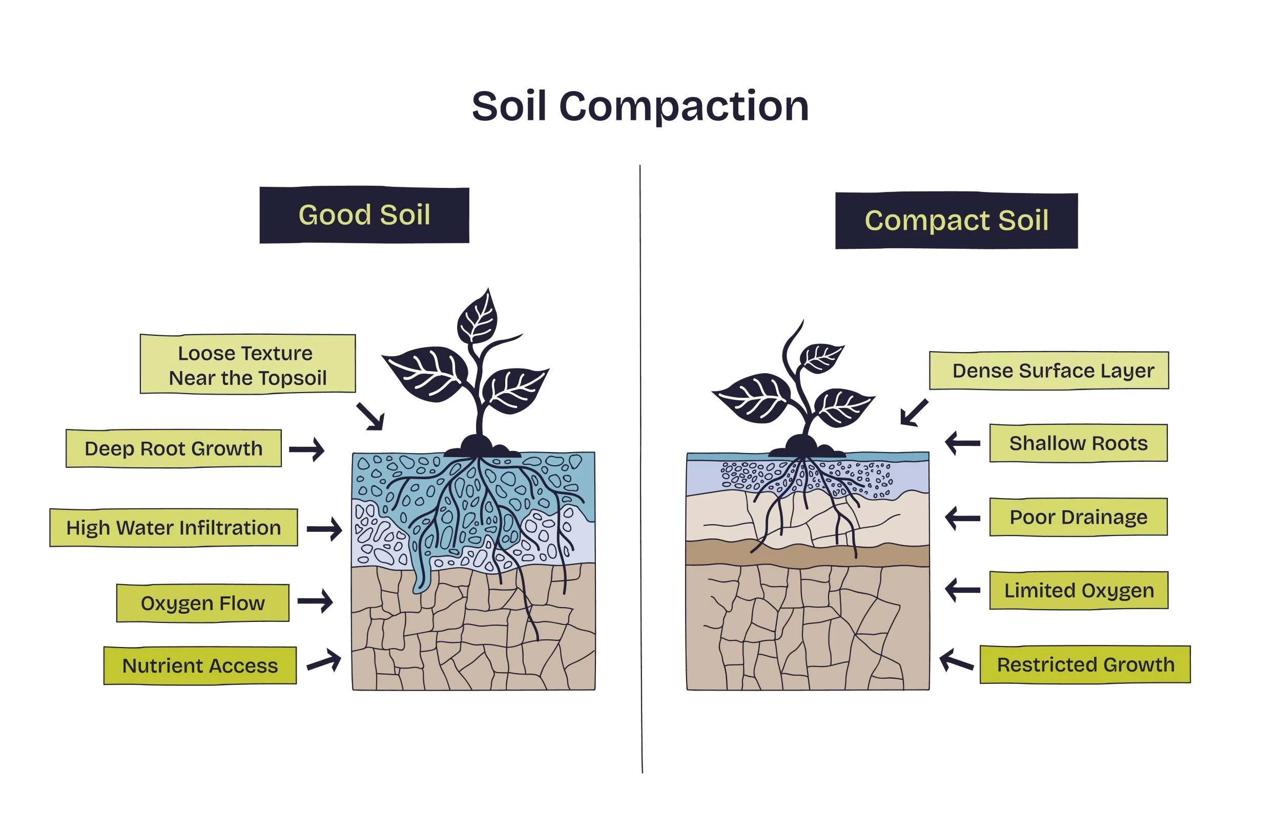 Infographic_about_soil_compaction_lawn_care