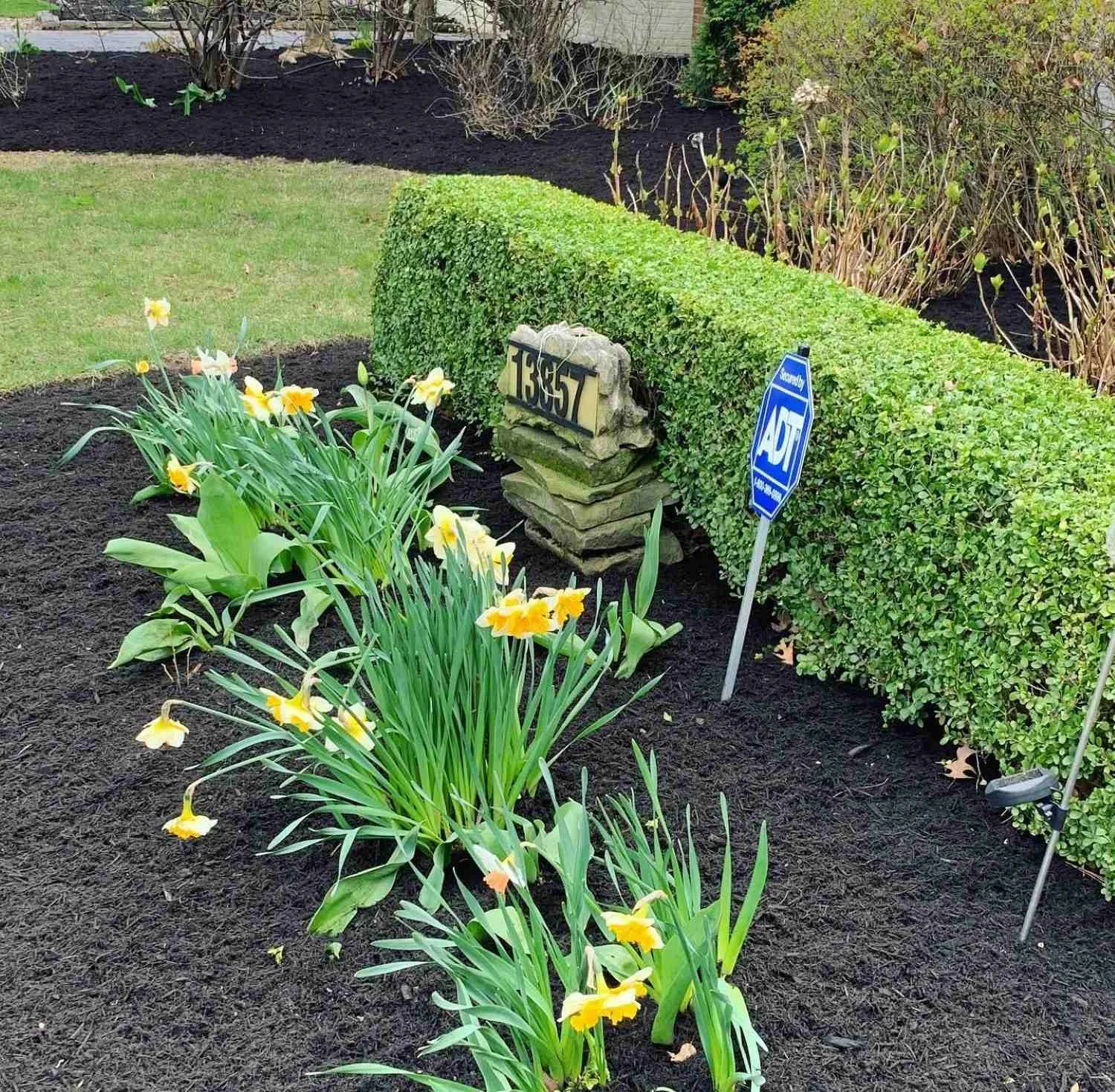 Hedge_Trimming_plant_pruning_Services