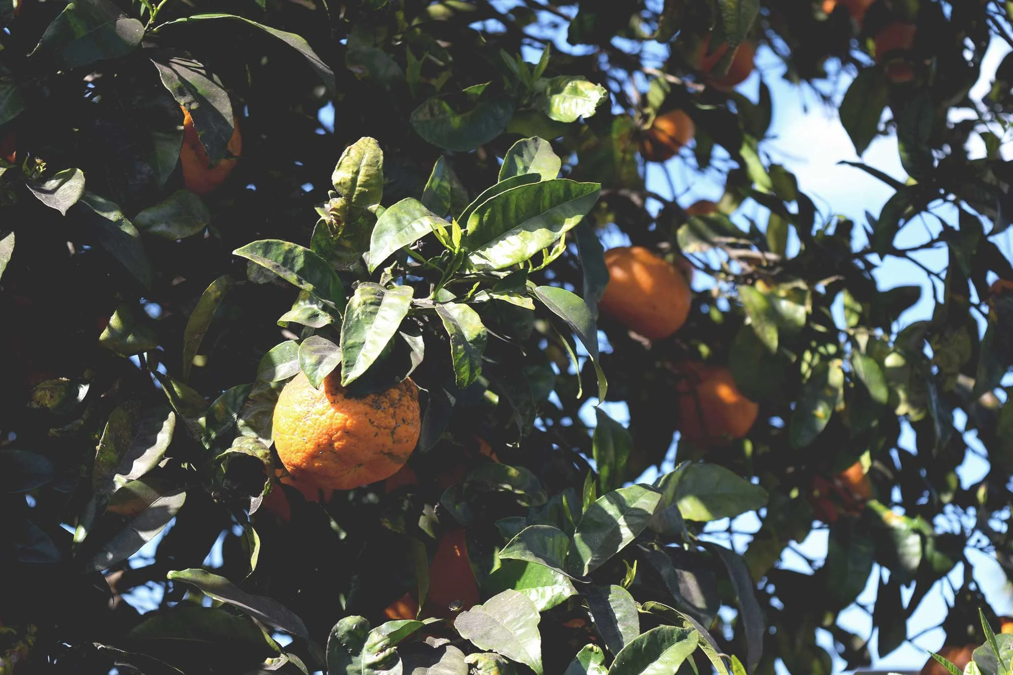 Bitter-Seville-oranges.jpg