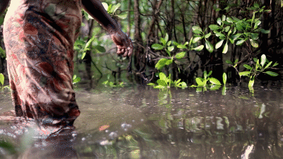 Kenya's Mangrove Mama