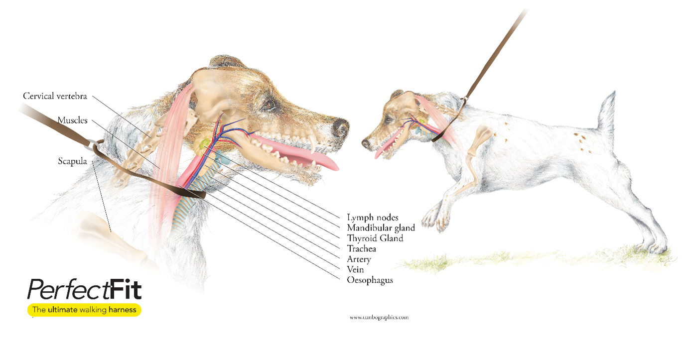 Loose Leash Dog Walking Leads Loose Leash Walking How Do