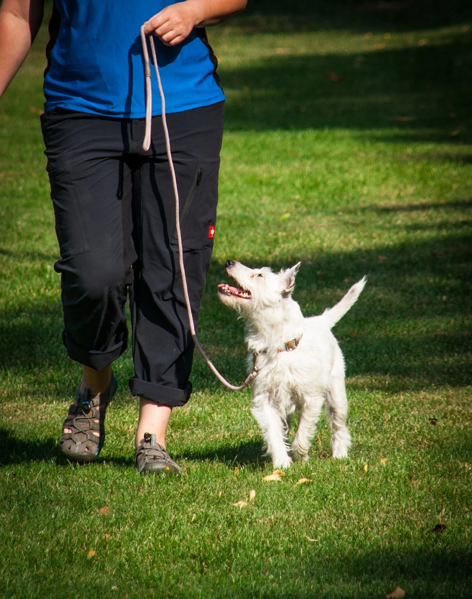 Top Tips For Loose Lead Walking