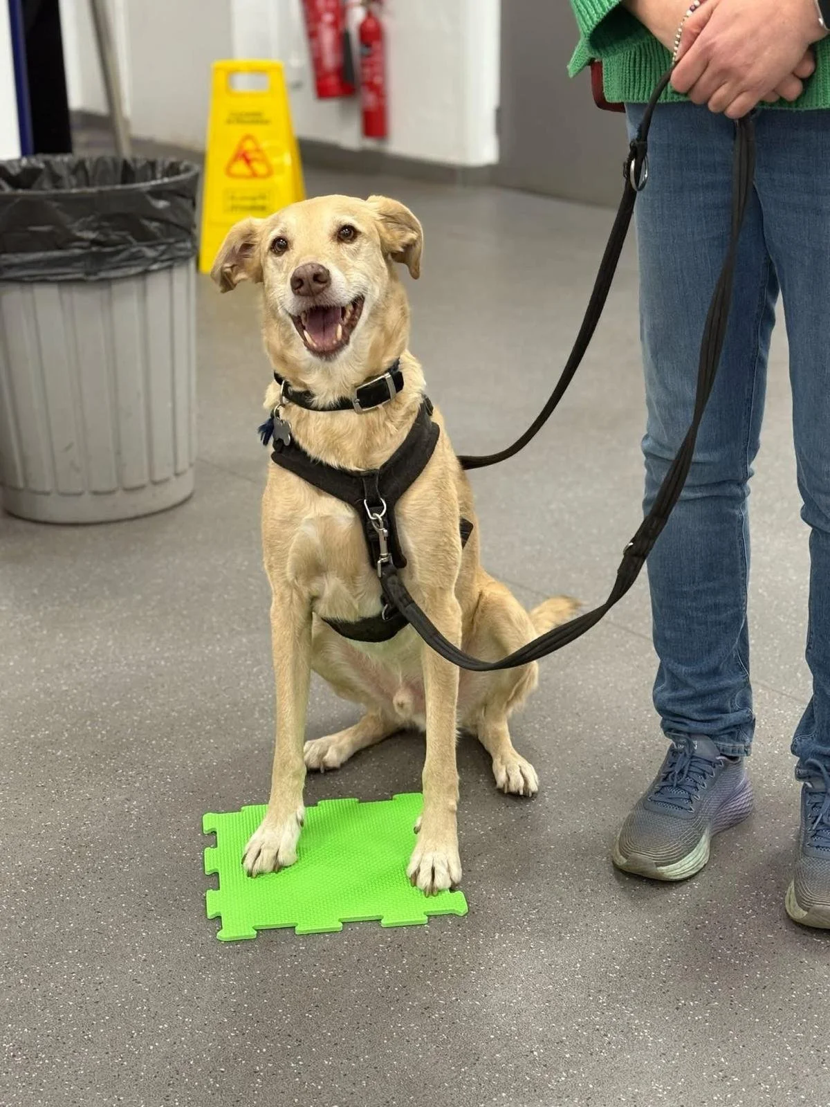Best boy sit Rupert .JPG