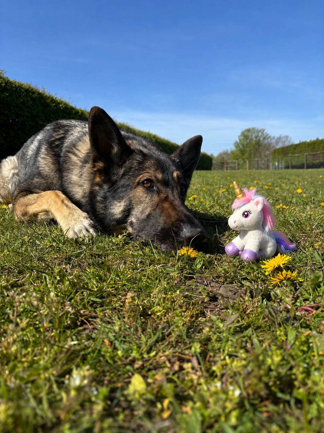 Unicorn Dogs 🦄🐾