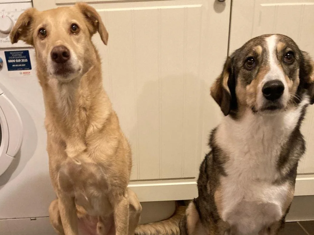 Top 10 Things to Consider Before You Adopt a Dog