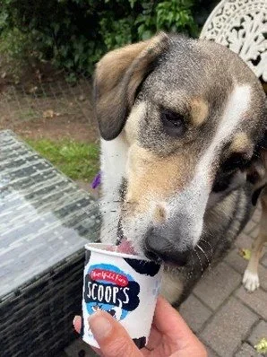 Rescue Dogs Series - The First 6 Weeks After Adoption: Building Trust, Communication and Confidence