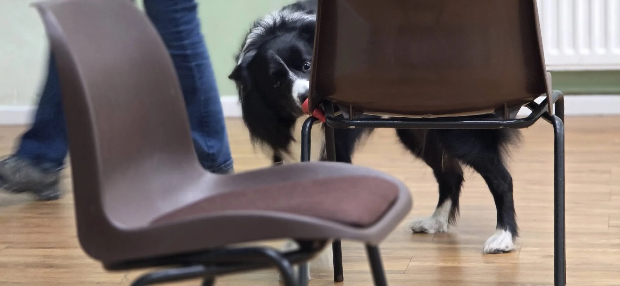 Why Scentwork Might Just Be Your Dog’s New Favourite Hobby