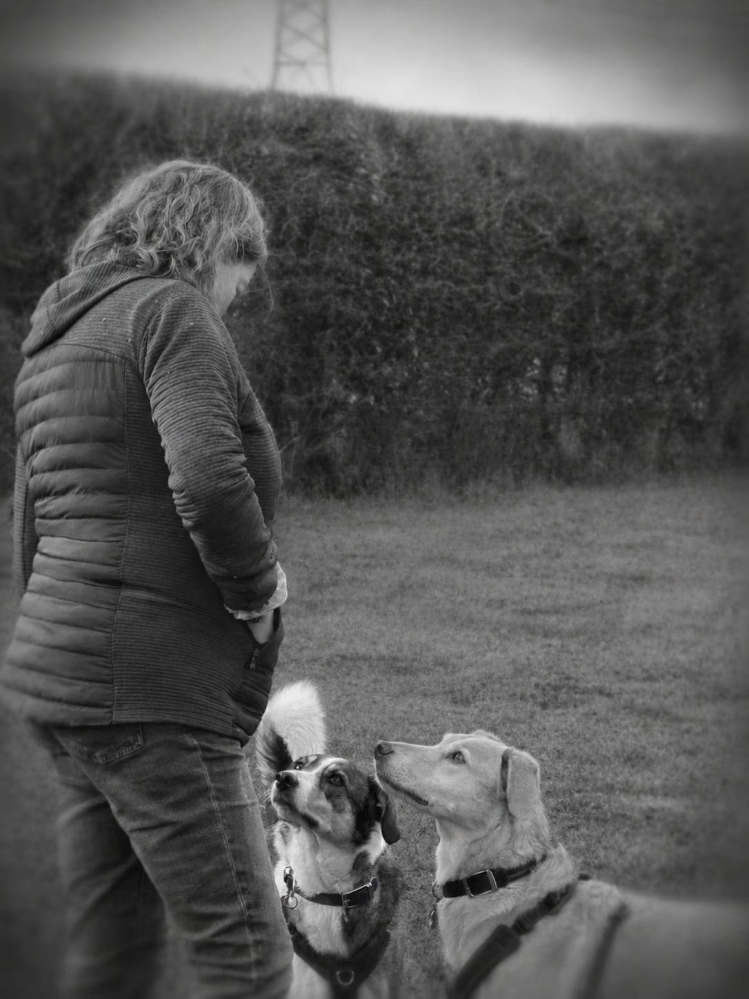 karen bw attentive dogs.png